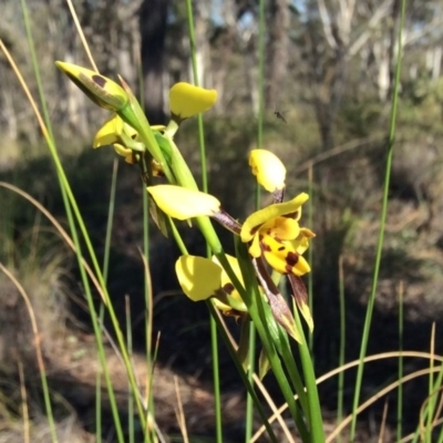 Diuris sulphurea (Tiger Orchid) at Aranda, ACT - 24 Oct 2015 by catherine.gilbert