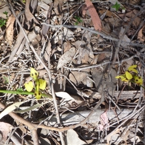 Diuris sulphurea at Point 4081 - suppressed