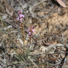 Stylidium graminifolium (Grass Triggerplant) at O'Connor, ACT - 24 Oct 2015 by ibaird