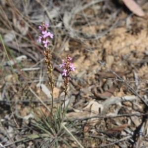 Stylidium graminifolium at O'Connor, ACT - 25 Oct 2015 12:00 AM