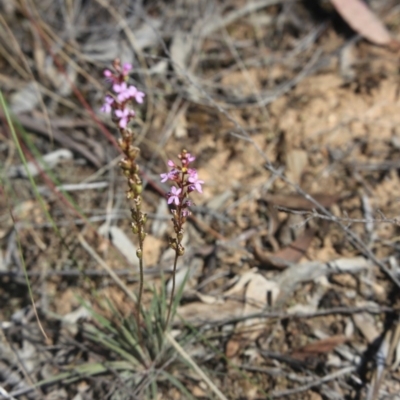 Stylidium graminifolium (grass triggerplant) at O'Connor, ACT - 25 Oct 2015 by ibaird