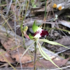 Caladenia atrovespa (Green-comb Spider Orchid) at Point 4081 - 18 Oct 2015 by catherine.gilbert