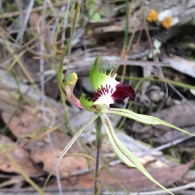 Caladenia atrovespa (Green-comb Spider Orchid) at Point 4081 - 18 Oct 2015 by catherine.gilbert