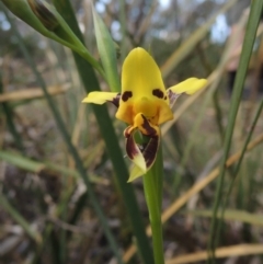 Diuris sulphurea (Tiger Orchid) at Bywong, NSW - 24 Oct 2015 by michaelb