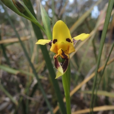 Diuris sulphurea (Tiger Orchid) at Bywong, NSW - 24 Oct 2015 by michaelb