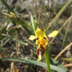 Diuris sulphurea at Bywong, NSW - 24 Oct 2015