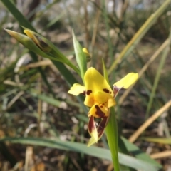 Diuris sulphurea at Bywong, NSW - suppressed