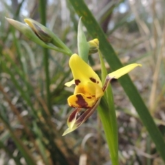 Diuris sulphurea at Bywong, NSW - 24 Oct 2015