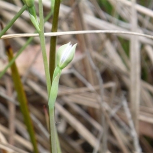 Thelymitra sp. at Undefined Area - suppressed