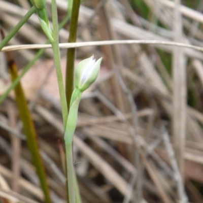 Thelymitra sp. (A Sun Orchid) at Aranda Bushland - 16 Oct 2015 by catherine.gilbert