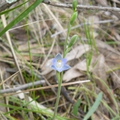 Thelymitra sp. at Undefined Area - suppressed