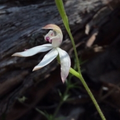 Caladenia moschata (Musky Caps) at Aranda, ACT - 24 Oct 2015 by catherine.gilbert