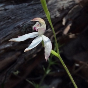 Caladenia moschata at Point 4010 - suppressed