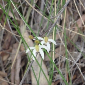 Caladenia moschata at Point 4010 - suppressed