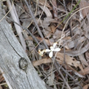 Caladenia moschata at Point 4010 - suppressed