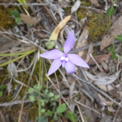 Glossodia major (Wax Lip Orchid) at Aranda Bushland - 17 Oct 2015 by catherine.gilbert