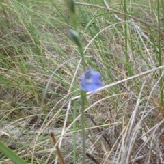 Thelymitra sp. (A Sun Orchid) at Aranda Bushland - 17 Oct 2015 by catherine.gilbert