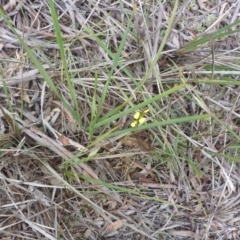 Diuris sulphurea (Tiger Orchid) at Point 4010 - 17 Oct 2015 by catherine.gilbert