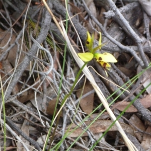 Diuris sulphurea at Point 4010 - suppressed