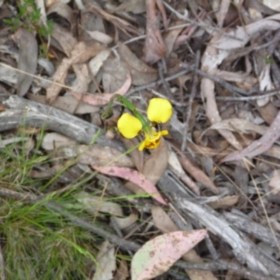 Diuris sp. at Aranda Bushland - 17 Oct 2015 by catherine.gilbert