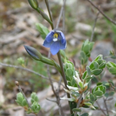 Thelymitra simulata (Graceful Sun-orchid) at Point 4010 - 17 Oct 2015 by catherine.gilbert