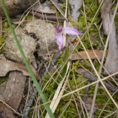 Caladenia carnea at Aranda Bushland - 17 Oct 2015 by catherine.gilbert