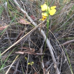 Diuris sulphurea at Gungahlin, ACT - 27 Oct 2015