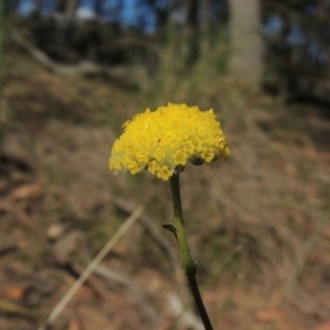 Craspedia variabilis at Bywong, NSW - 24 Oct 2015