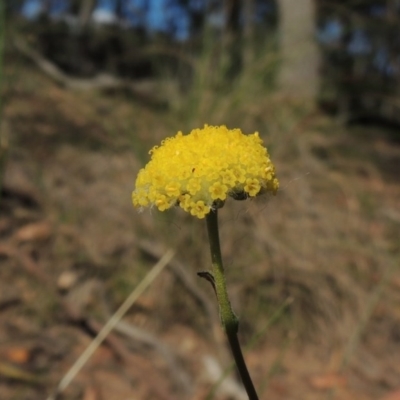 Craspedia variabilis (Common Billy Buttons) at Bywong, NSW - 24 Oct 2015 by MichaelBedingfield