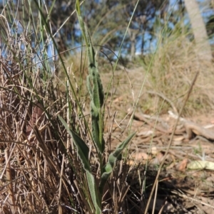 Craspedia variabilis at Bywong, NSW - 24 Oct 2015