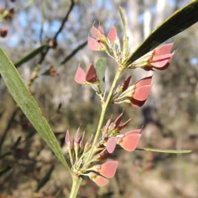 Daviesia mimosoides (Bitter Pea) at Bywong, NSW - 24 Oct 2015 by michaelb