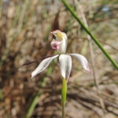 Caladenia moschata (Musky Caps) at Bywong, NSW - 24 Oct 2015 by michaelb