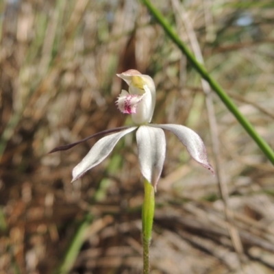 Caladenia moschata (Musky Caps) at Bywong, NSW - 24 Oct 2015 by MichaelBedingfield