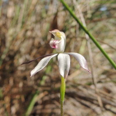 Caladenia moschata (Musky Caps) at Bywong, NSW - 24 Oct 2015 by michaelb