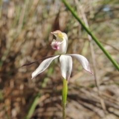 Caladenia moschata (Musky caps) at Bywong, NSW - 24 Oct 2015 by michaelb