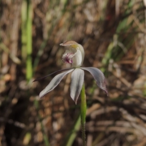 Caladenia moschata at Bywong, NSW - 24 Oct 2015