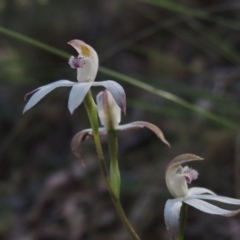 Caladenia moschata (Musky Caps) at Bywong, NSW - 24 Oct 2015 by michaelb