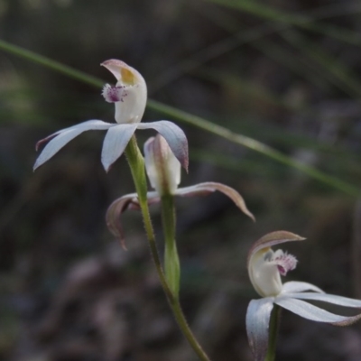 Caladenia moschata (Musky Caps) at Bywong, NSW - 24 Oct 2015 by michaelb