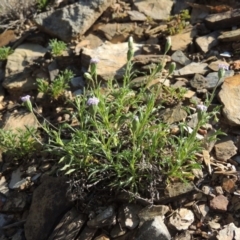 Vittadinia muelleri (Narrow-leafed New Holland Daisy) at Bywong, NSW - 24 Oct 2015 by michaelb