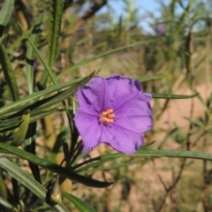 Solanum linearifolium (Kangaroo Apple) at Bywong, NSW - 24 Oct 2015 by michaelb