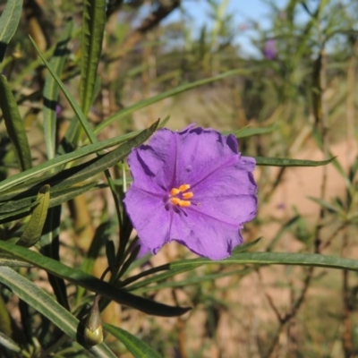 Solanum linearifolium (Kangaroo Apple) at Bywong, NSW - 24 Oct 2015 by MichaelBedingfield