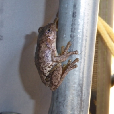 Litoria peronii (Peron's Tree Frog, Emerald Spotted Tree Frog) at Bywong, NSW - 29 Oct 2015 by AndyRussell