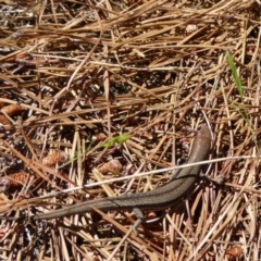 Lampropholis guichenoti (Common Garden Skink) at Bywong, NSW - 28 Oct 2015 by AndyRussell