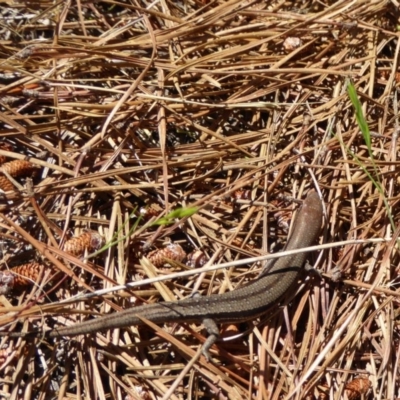 Lampropholis guichenoti (Common Garden Skink) at Bywong, NSW - 28 Oct 2015 by AndyRussell