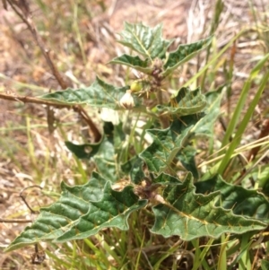 Solanum cinereum at Molonglo River Reserve - 30 Oct 2015 11:32 AM