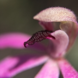 Caladenia congesta at Acton, ACT - 30 Oct 2015