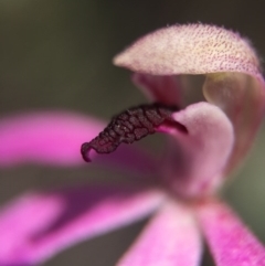 Caladenia congesta (Pink Caps) at Black Mountain - 30 Oct 2015 by AaronClausen