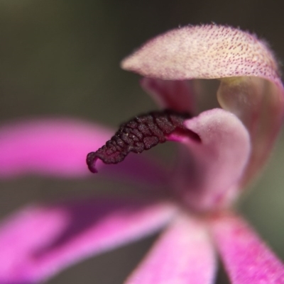 Caladenia congesta (Pink Caps) at Black Mountain - 30 Oct 2015 by AaronClausen