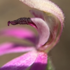 Caladenia congesta at Acton, ACT - 30 Oct 2015