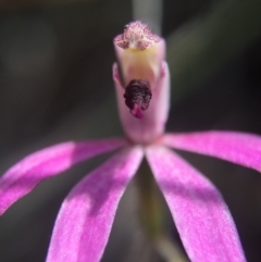 Caladenia congesta at Acton, ACT - 30 Oct 2015